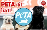 Coronavirus: पेटा को पशुओं के भोजन की चिंता, राज्य सरकारों को लिखा पत्र