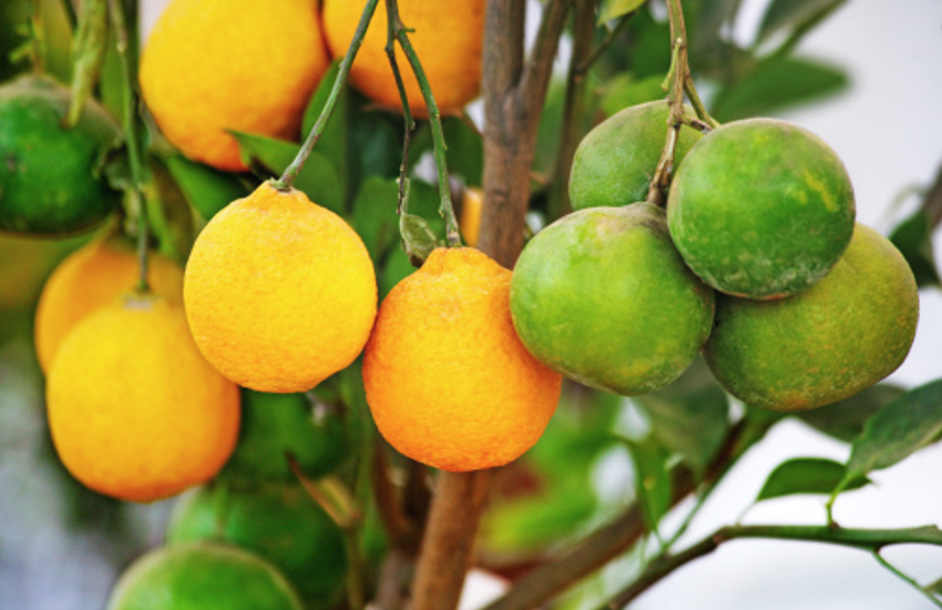 You should know Sweet Lemon Benefits