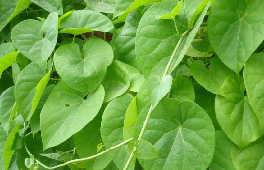 Along with boosting immunity, Giloy is also beneficial in diabetes