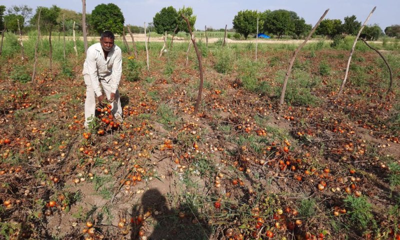 किसान बोले-नहीं मिल रहे खरीदार, तो खेत में ही छोड़ दिए 100 क्विंटल टमाटर