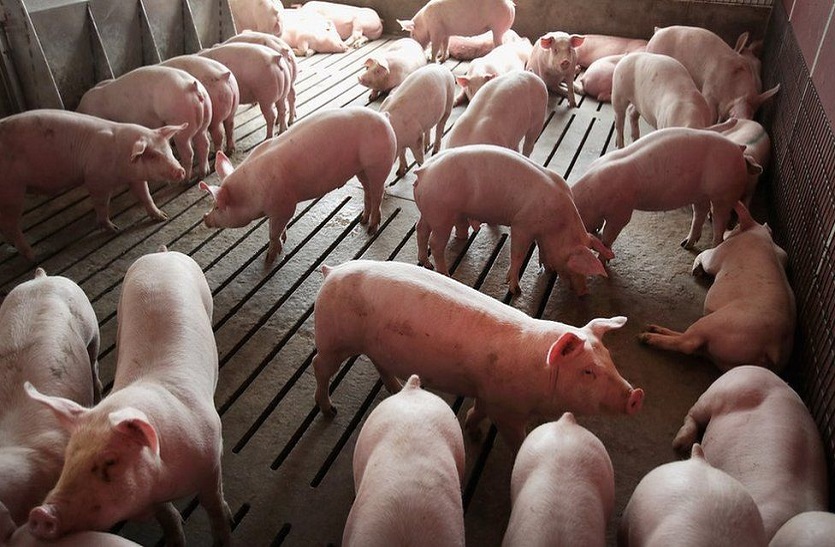 असम में 2 हजार सुअरों के मरने से कोरोना की दहशत