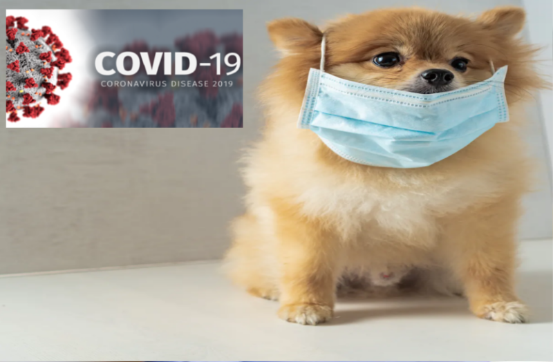 Covid-19: घरेलू जानवरों में भी सामने आ रहे कोरोना पॉजिटिव मामले