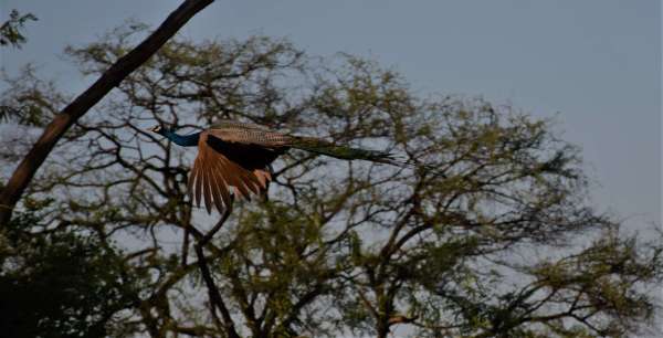 जंगल में यू नाच उठे मयूर, फोटो में देखें मोरों की मस्ती