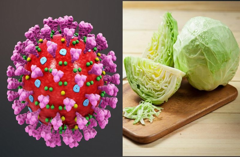 fake news cabbage eating to coronavirus fact check by patrika