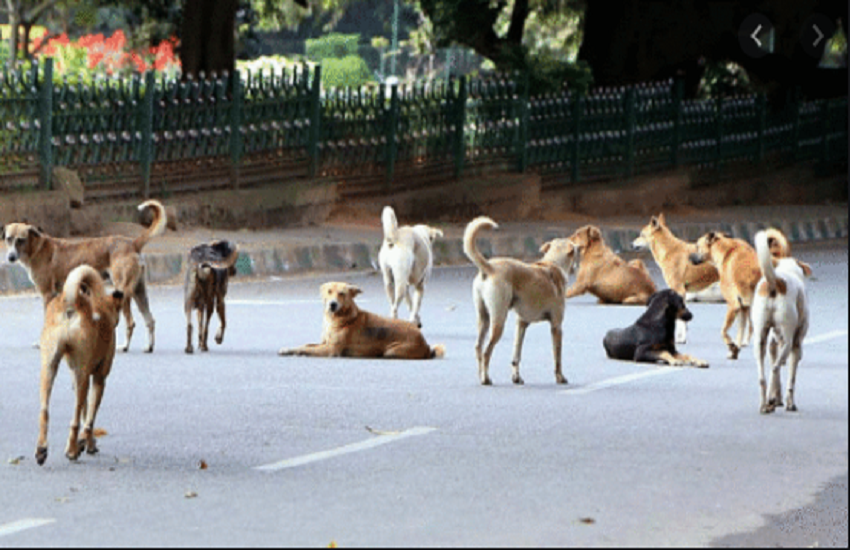 dogsa.png