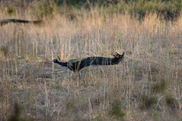 जंगल में यू नाच उठे मयूर, फोटो में देखें मोरों की मस्ती