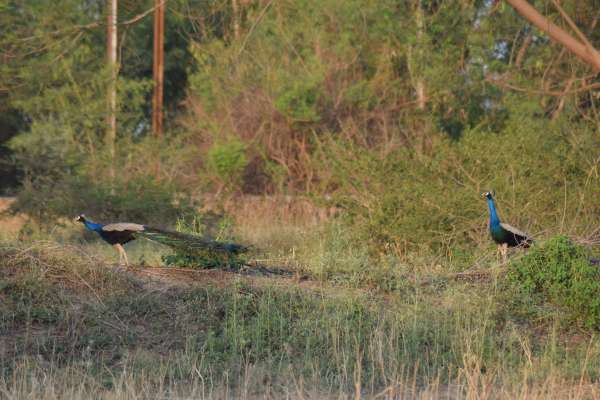 जंगल में यू नाच उठे मयूर, फोटो में देखें मोरों की मस्ती