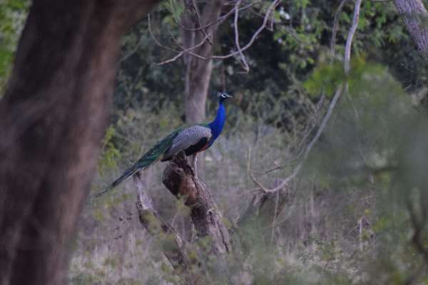 जंगल में यू नाच उठे मयूर, फोटो में देखें मोरों की मस्ती