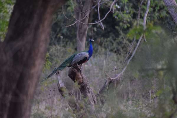 जंगल में यू नाच उठे मयूर, फोटो में देखें मोरों की मस्ती