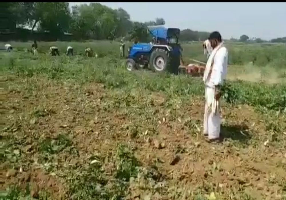 लॉकडाउन से परेशान किसान ने खेतों में खड़ी फसल पर चलवा दिया ट्रैक्टर