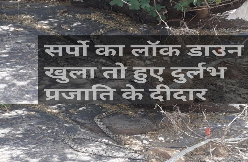 सर्पो का लॉक डाउन खुला तो हुए दुर्लभ प्रजाती के दीदार