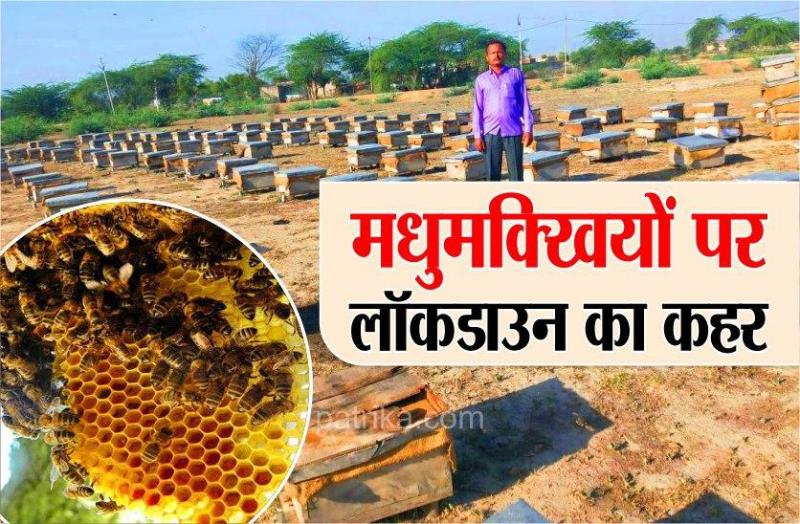 COVID-19 : Honey will fall drastically in india,bees stuck in lockdown