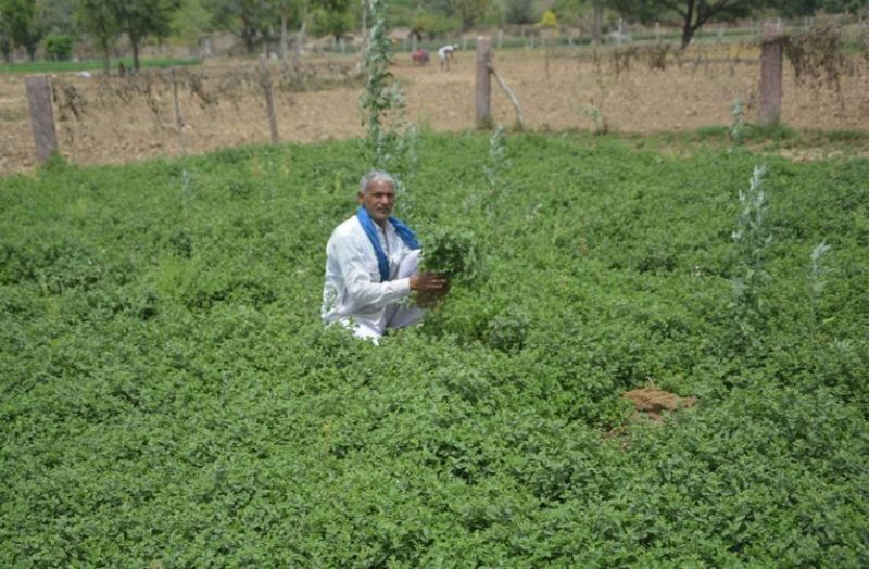 खेतों में खराब हो रही सब्जियों की पैदावार