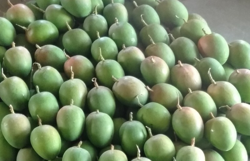 Maharashtra Mango : हापुस की आवक बढ़ी, लेकिन मार्केट में खरीदार नही होने से व्यापारियों पर आफत
