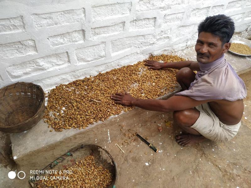 Mahua bean tribals since midnight