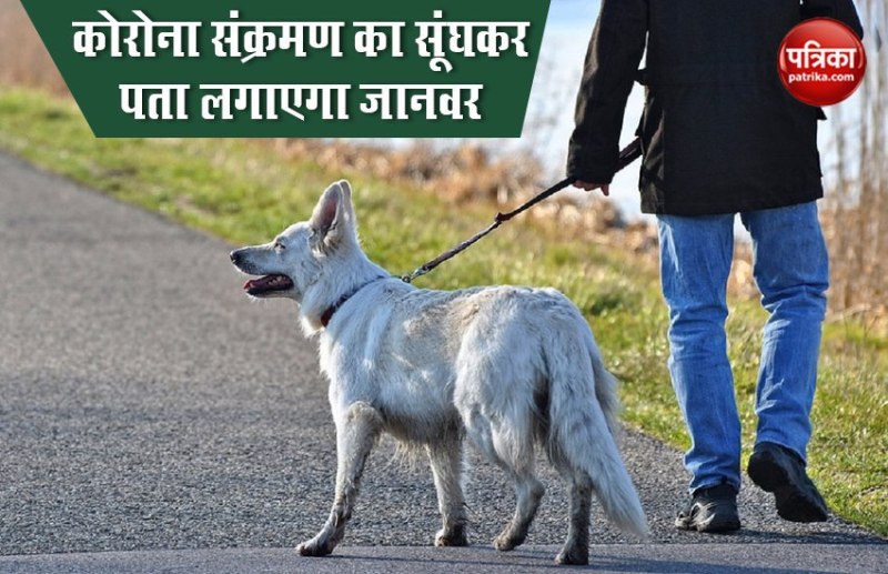 Coronavirus : जानवर को दी जा रही है ट्रेनिंग, कोरोना वायरस संक्रमितों को सूंघकर खोजेगा