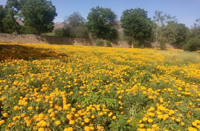 देवनगरी में कभी मेहकती थी फूलों की खुशबू, आज छाई है वीरानी ...