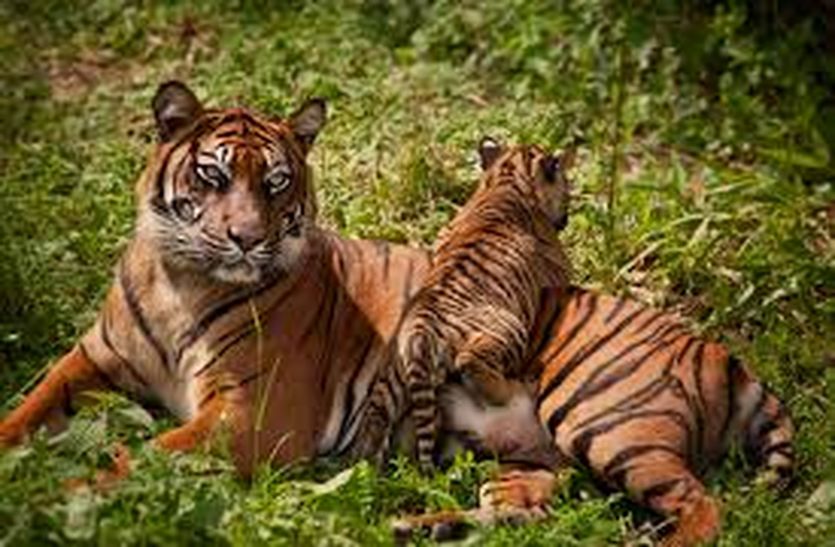 wild animals census