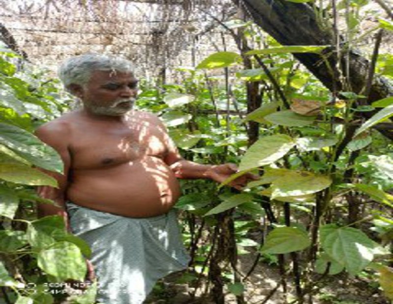 लोगों के मुंह से मिटा बांग्ला पान का जायका