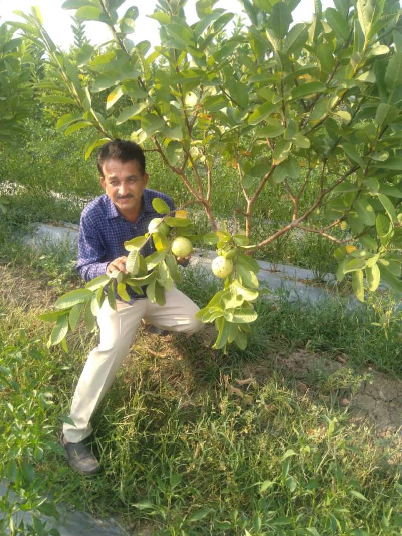 उच्च शिक्षा हासिल कर नौकरी की बजाय अपनाई किसानी, खेती को फायदे का सौदा बना दिया