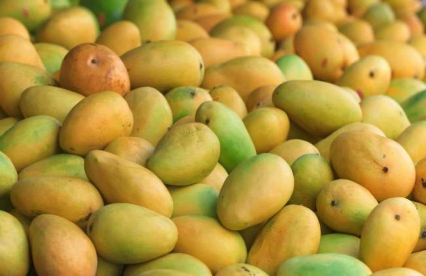 chausa, dasheri, mallika mango variety in jabalpur mp