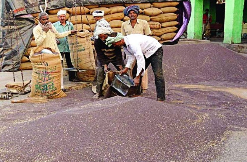 Alwar Mustard Selling In Haryana Mandi