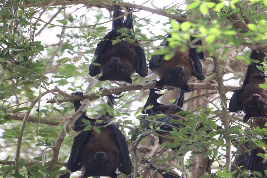 appeal to not kill bats for spreading coronavirus