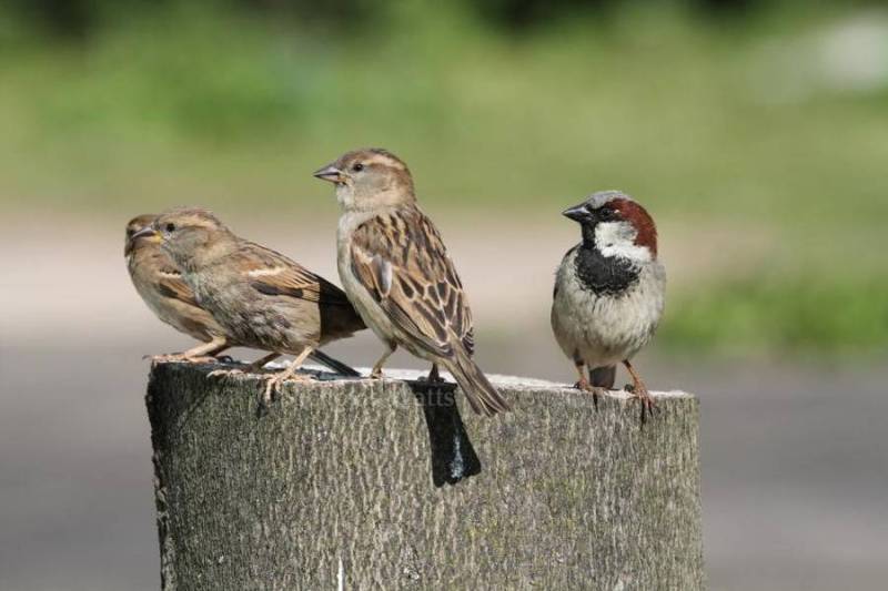 house sparrow and other birds can be seen due to lockdown