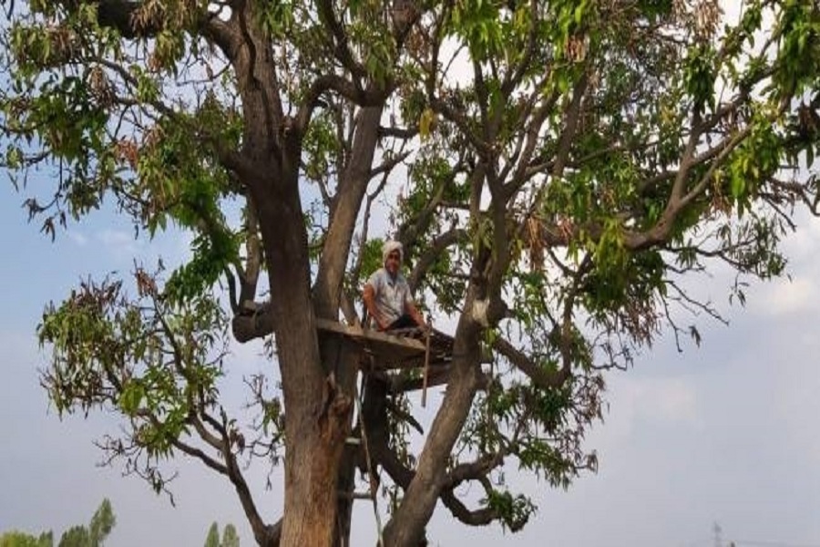 जींद के गांव पेगा में 44 दिन से पेड़ पर चारपाई डालकर रह रहा किसान