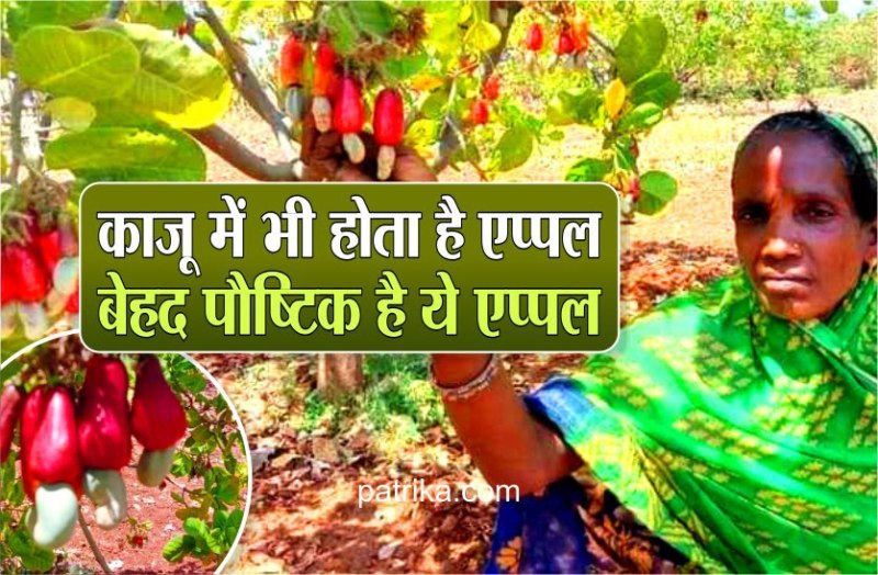 कैसे उगते हैं पेड़ पर काजू ...जानने के लिए मध्य प्रदेश में आइए