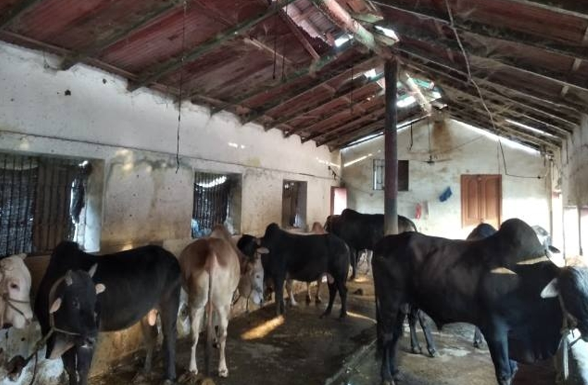 कोरोना काल पशुओं पर भी पड़ा भारी, गोशाला में भूख से दर्जनों गायों की मौत