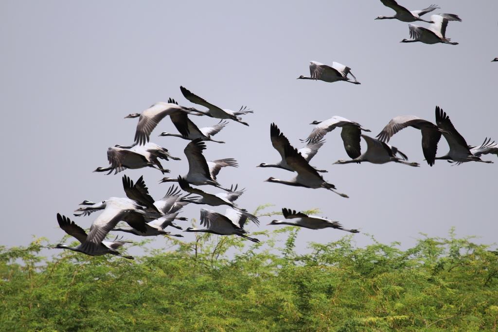world migratory birds day latest news in hindi