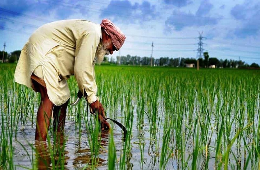 paddy cultivation