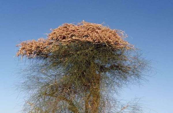 Locust: tiddidal attack in rajasthan