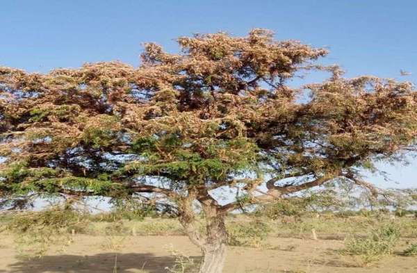 Locust: tiddidal attack in rajasthan