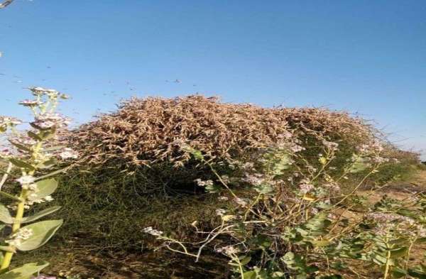 Locust: tiddidal attack in rajasthan