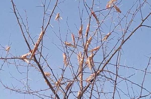 Locust: tiddidal attack in rajasthan
