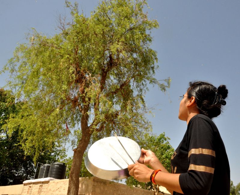 रोज हो रहे टिड्डी के हमले, टीमें कर रही नियंत्रित