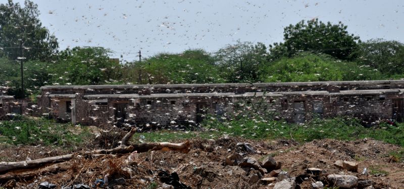 सरहद से लेकर शहर तक टिड्डी का हरियाली पर हमला