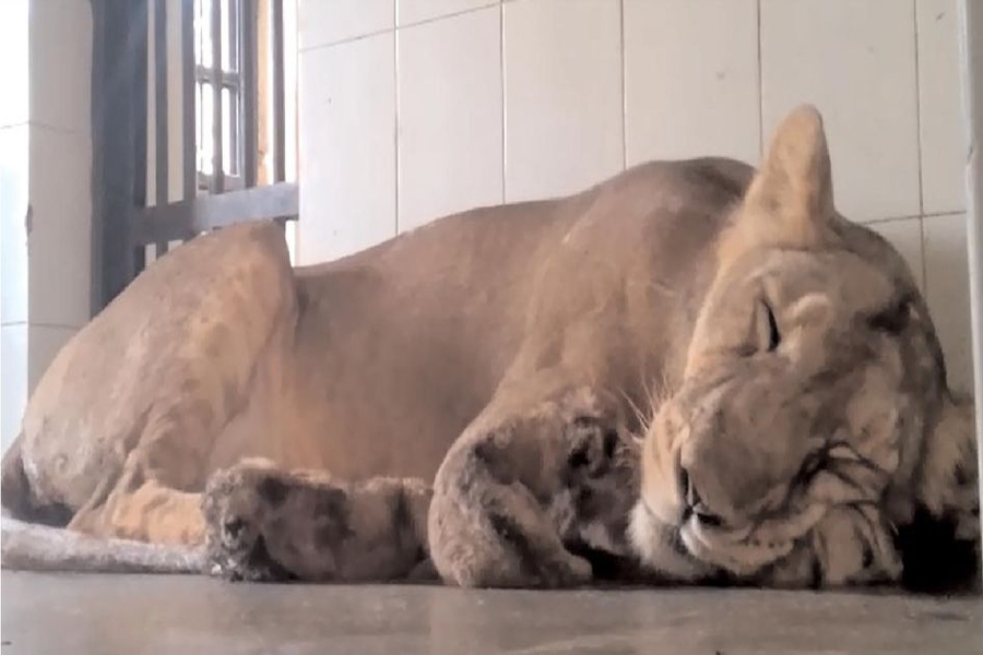 wildlife animals at machia biological park suffering from summer heat