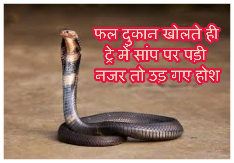 टोटल लॉकडाउन खत्म होते ही दुकान खोली तो फल के ट्रे में था सांप, देखते ही उड़ गए होश