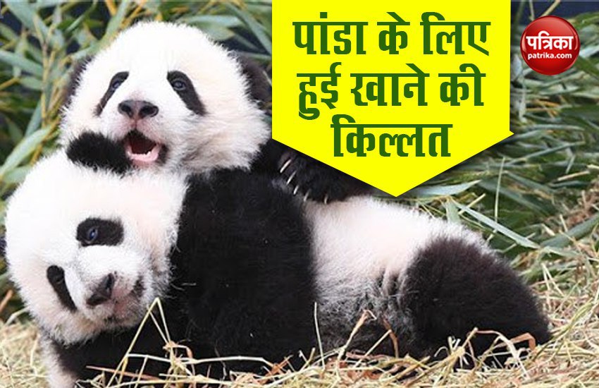 Canada zoo to send pandas home after bamboo shortage