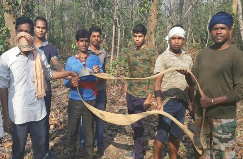 Breaking: दर्जन भर से अधिक लोगों को कुचलने वाला गणेश हाथी में लगाया गया रेडियो कॉलर आईडी जंगल में टूटा मिला, मचा हड़कंप