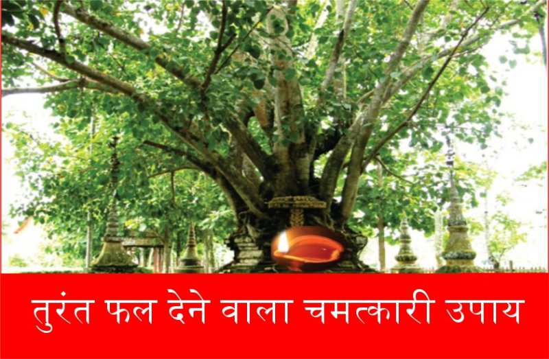 इच्छा पूर्ति के लिए शनिवार को सुबह व शाम, इन दो में से किसी भी एक पेड़ नीचे करें ये उपाय