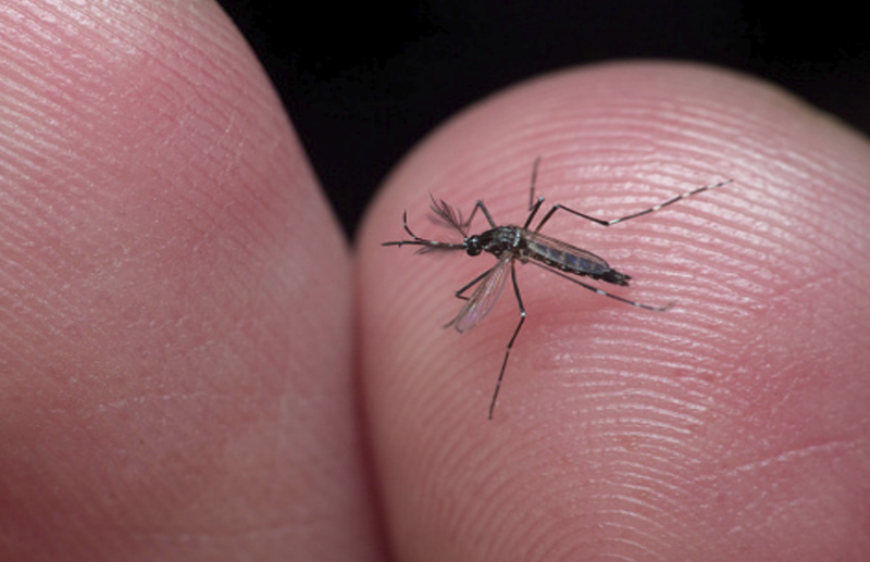 Know About Dengue symptoms, Treatment and Prevention