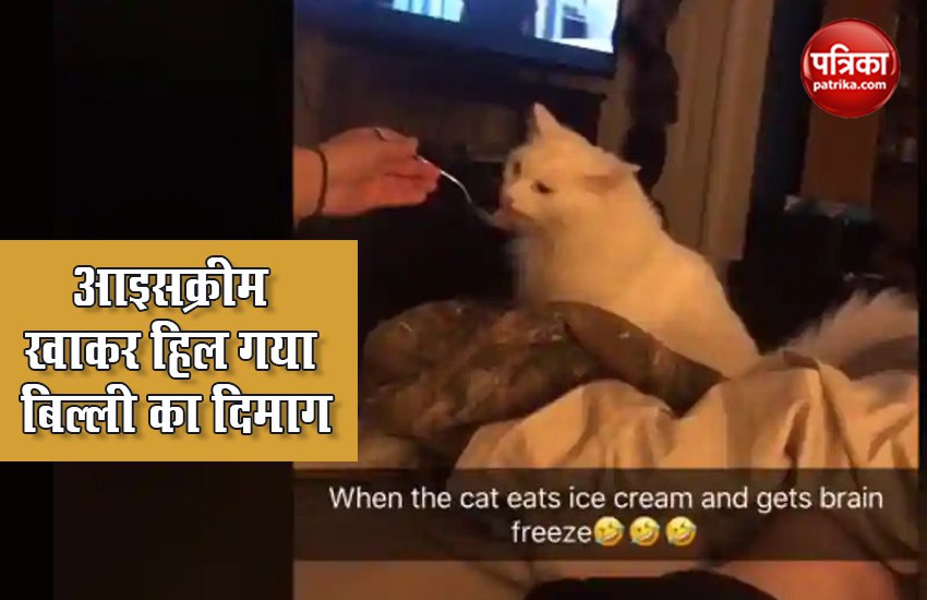 Cat Brain Freeze