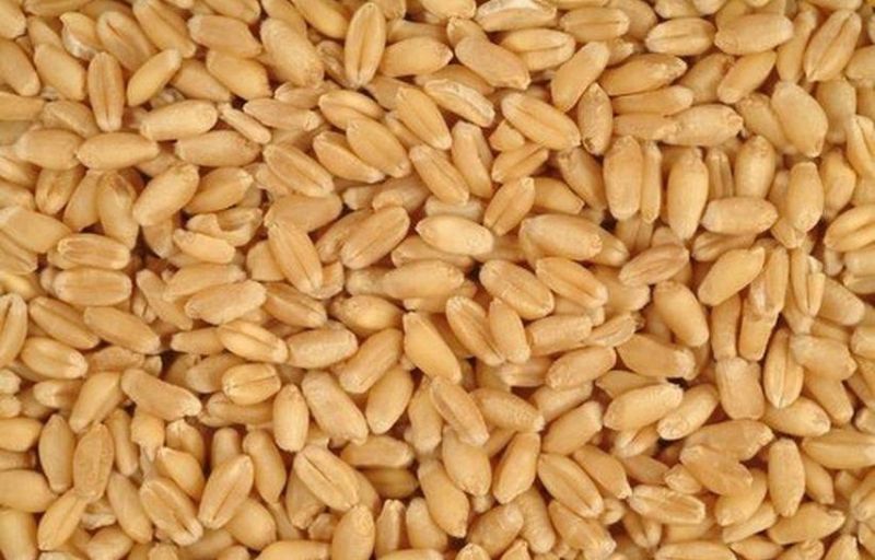 गरीबों का निवाला छीन रहे 229 कर्मचारियों से होगी वसूली