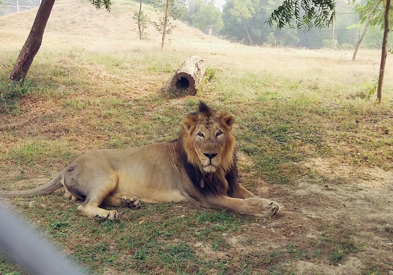 इस मशहूर पार्क में इस बीमारी से मरे 23 शेर, इटावा सफारी पार्क मे हाई अलर्ट