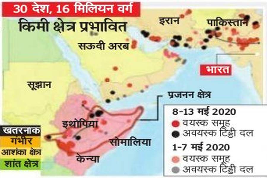 locust outbreak in rajasthan, no effect of pesticides on locusts