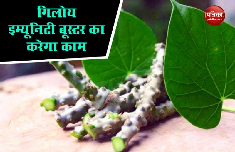 Coronavirus Tips : इम्यूनिटी बढ़ाकर कोरोना महामारी को मात देगा गिलोय, जानिए कैसे करें इसका सेवन